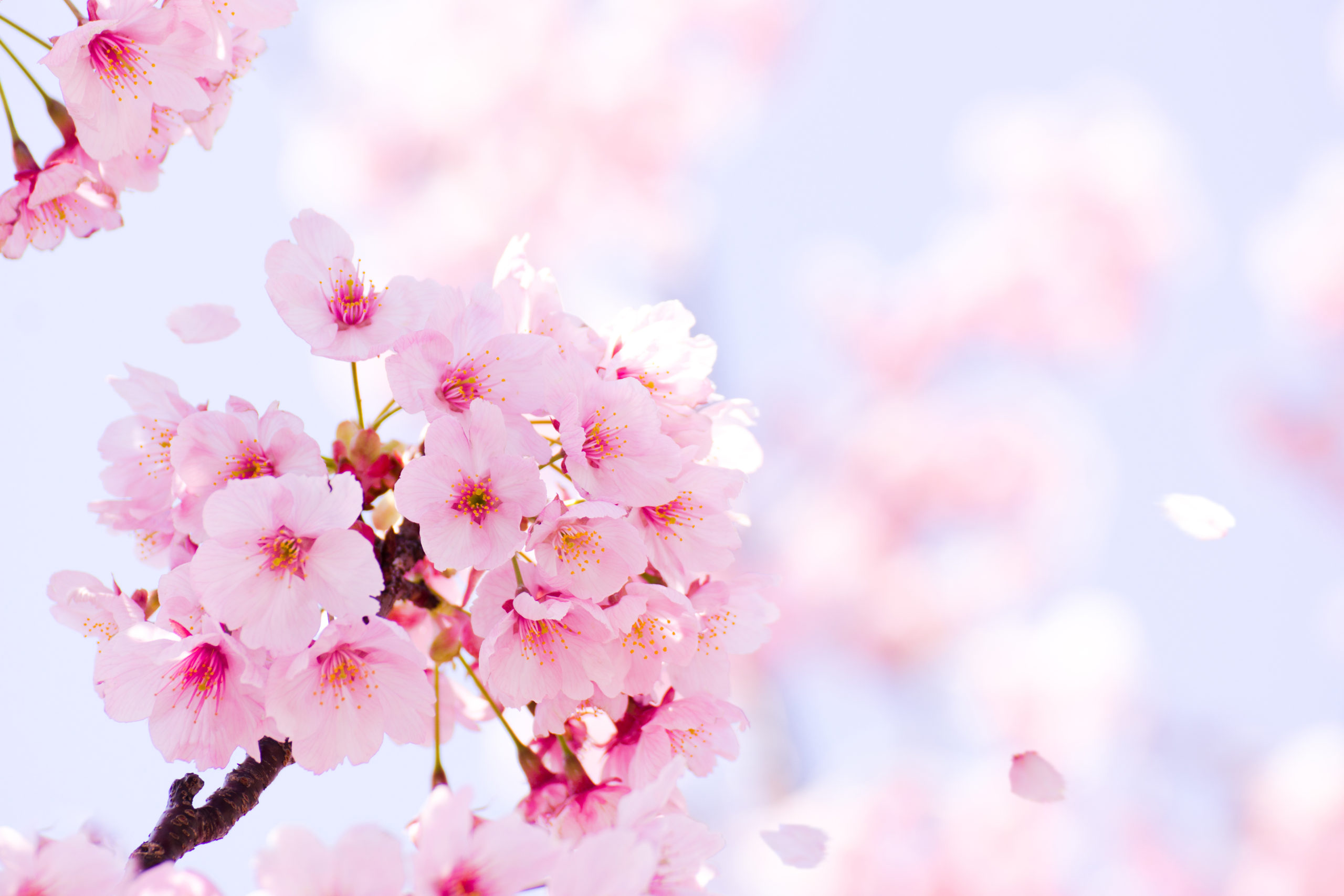 桜開花予想を聞いて春の訪れを感じました